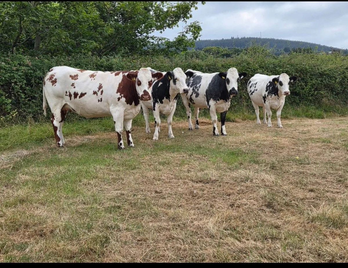 A.I  bred Belgian Blue Springing Heifers - Image 4