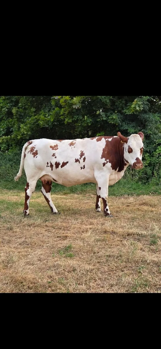 A.I  bred Belgian Blue Springing Heifers - Image 1