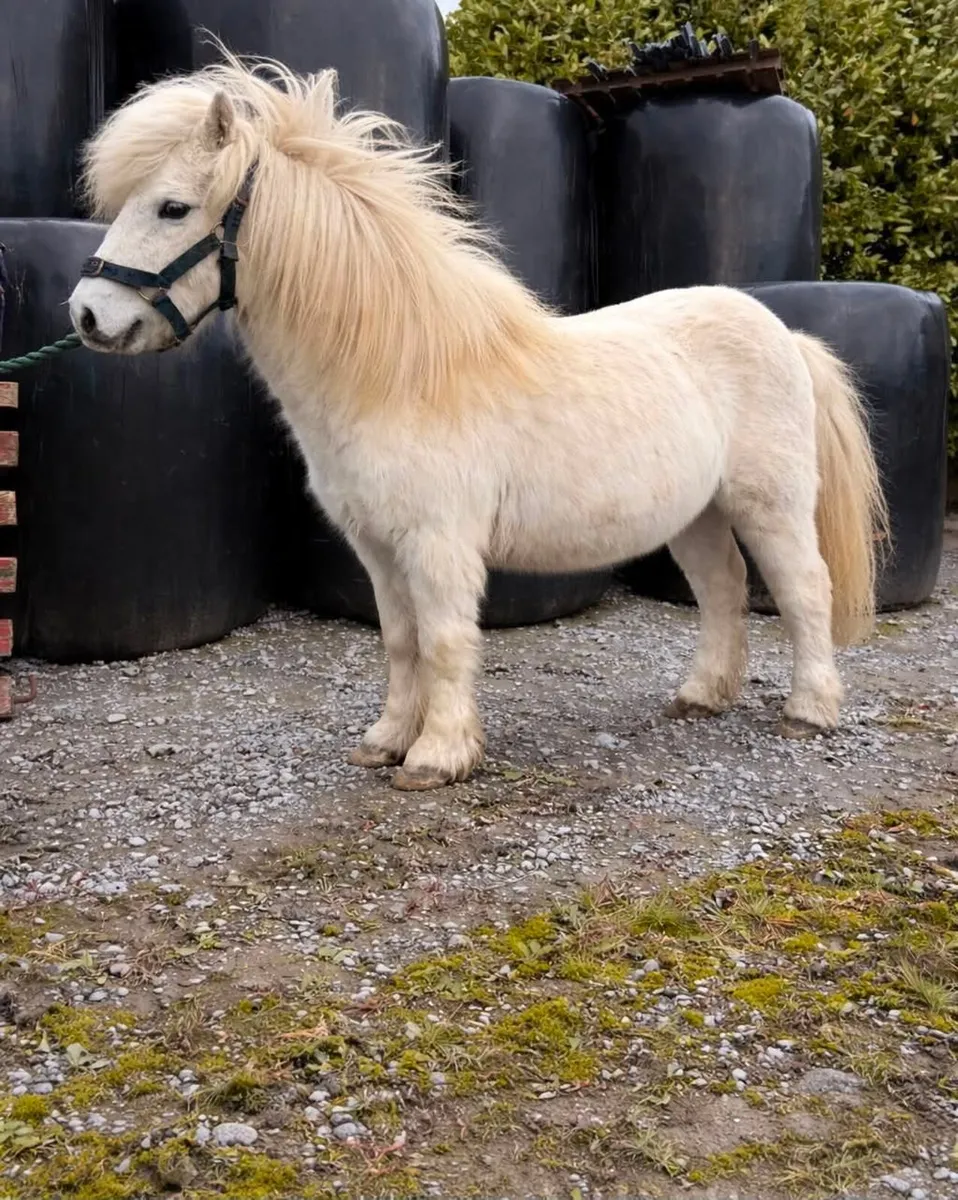 Miniature Pony