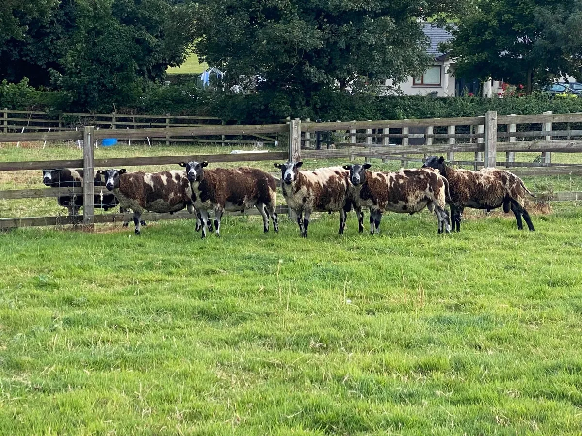 Dutch Spotted Rams - Image 1
