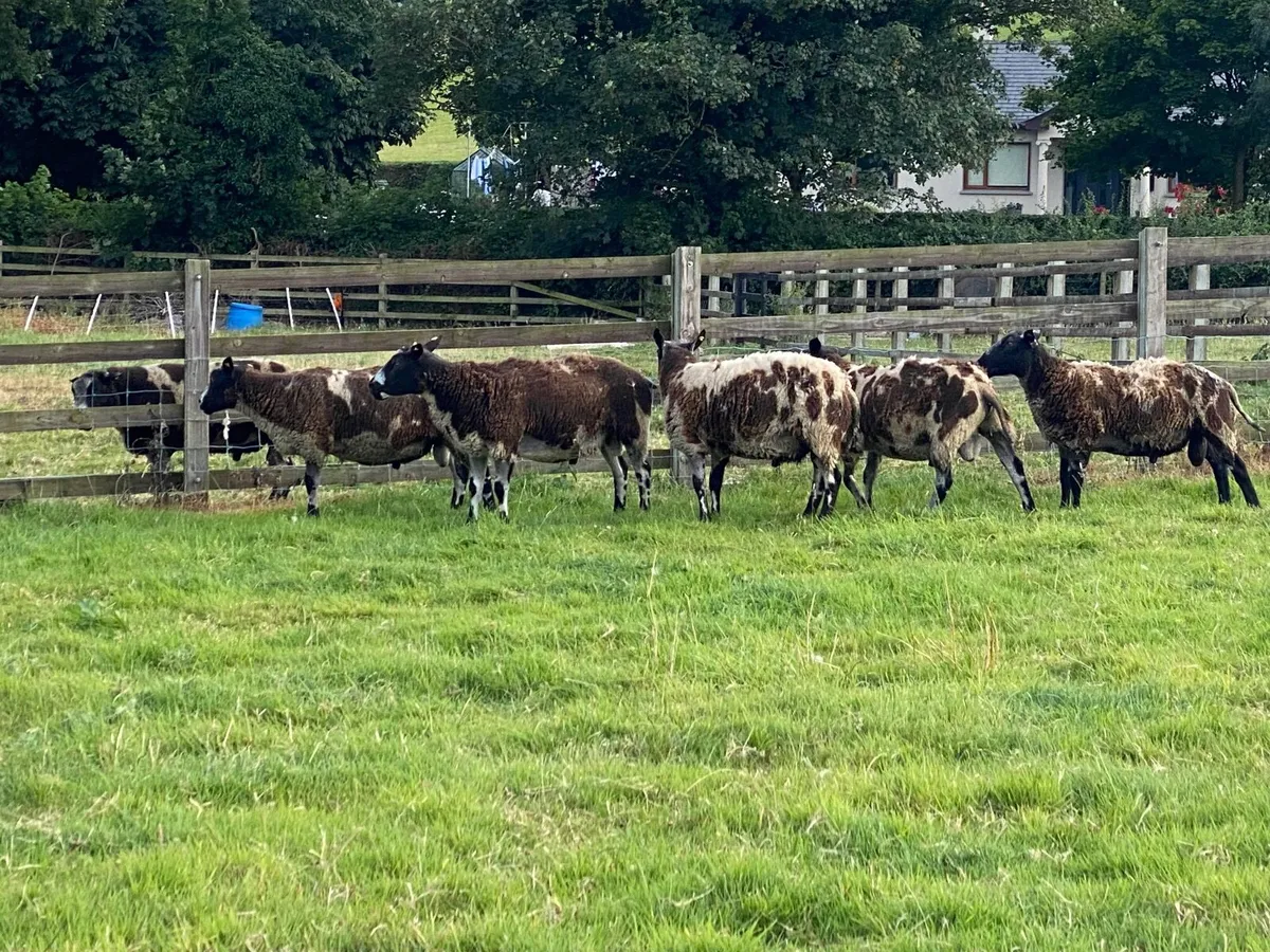 Dutch Spotted Rams - Image 3