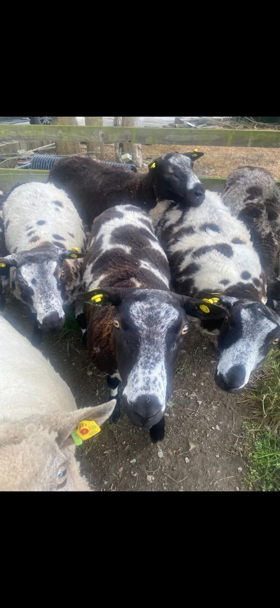 Dutch Spotted Rams - Image 4