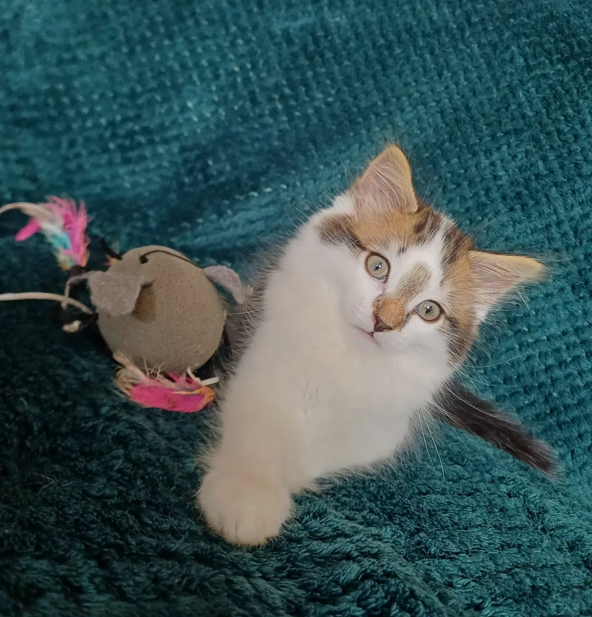 Adorable Long-Haired Kittens - Image 1
