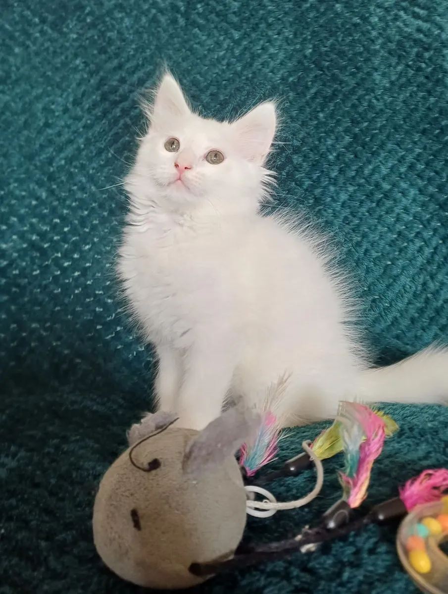 Adorable Long-Haired Kittens - Image 3