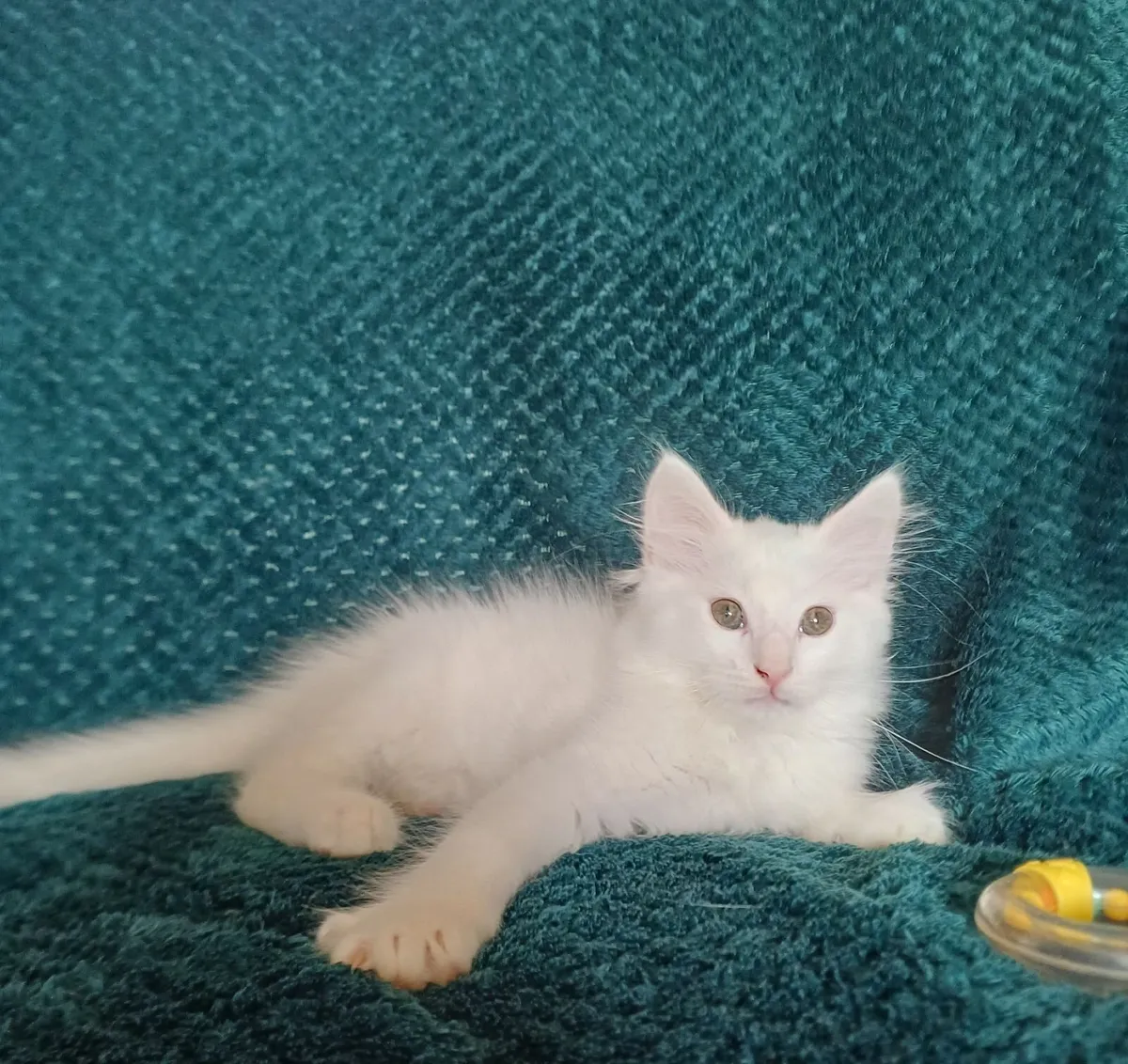 Adorable Long-Haired Kittens - Image 4