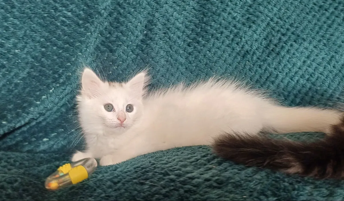 Adorable Long-Haired Kittens - Image 2