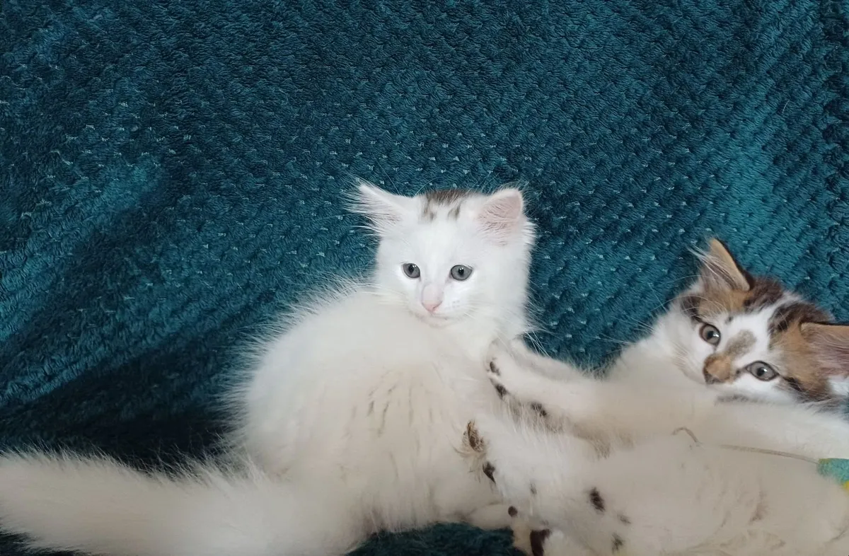 Adorable Long-Haired Kittens - Image 4