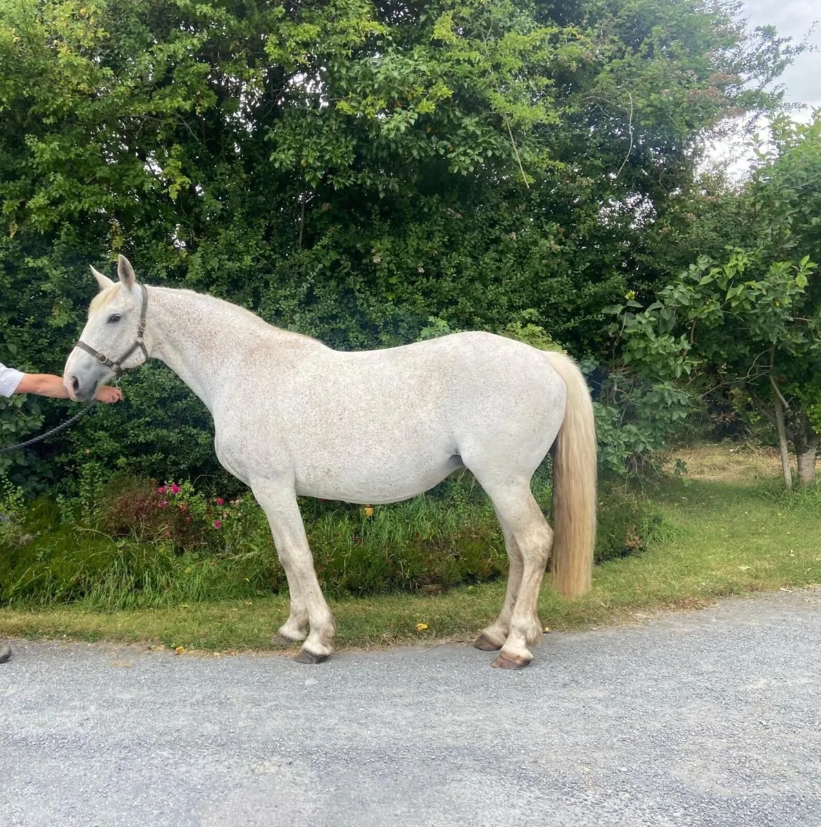 RID brood mare - Image 2
