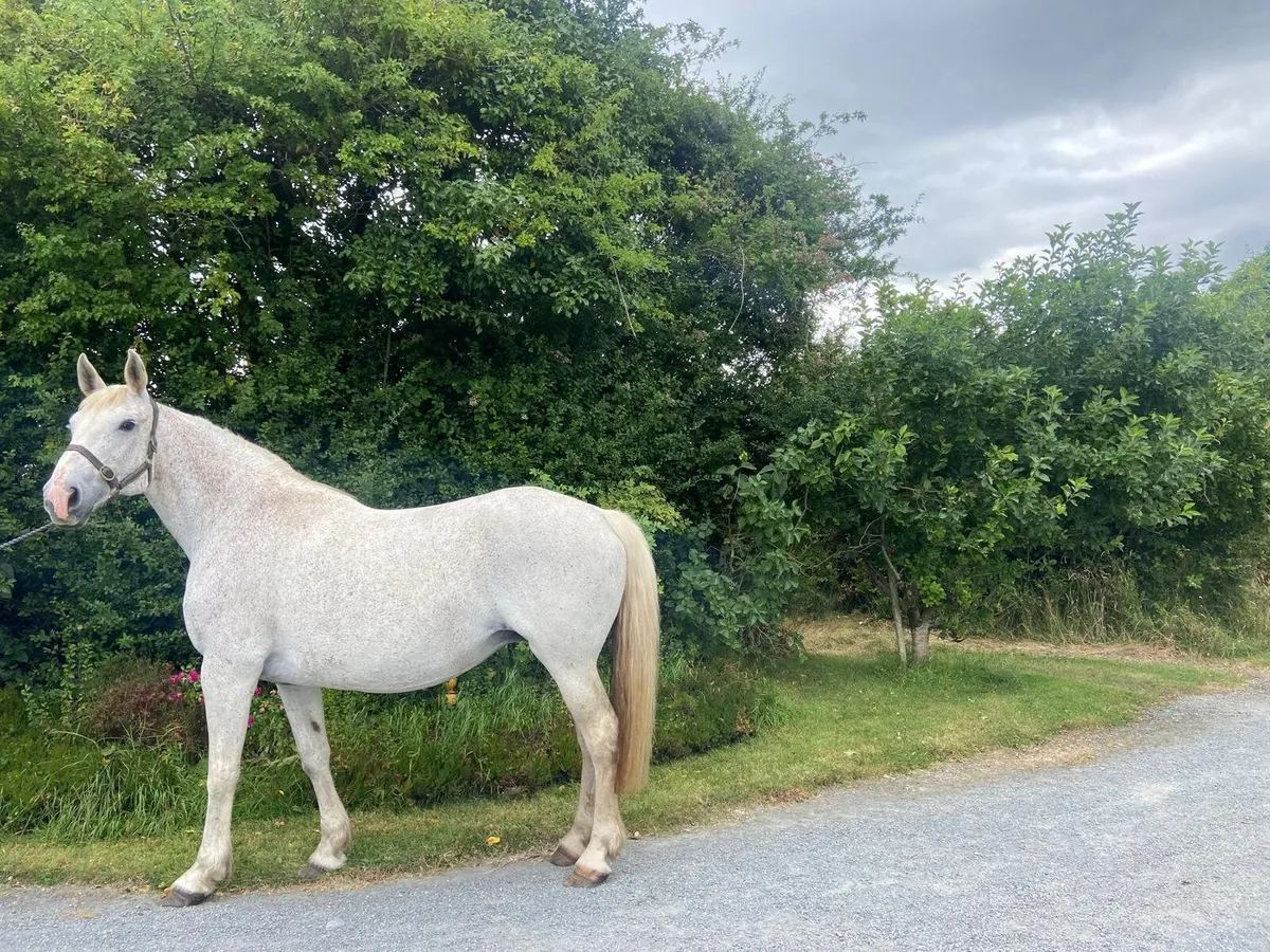RID brood mare - Image 3