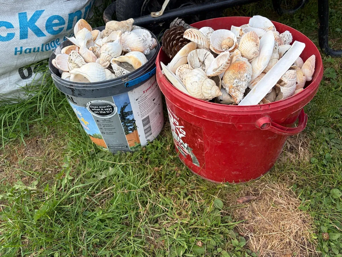 2 bucket of shells €20 - Image 2