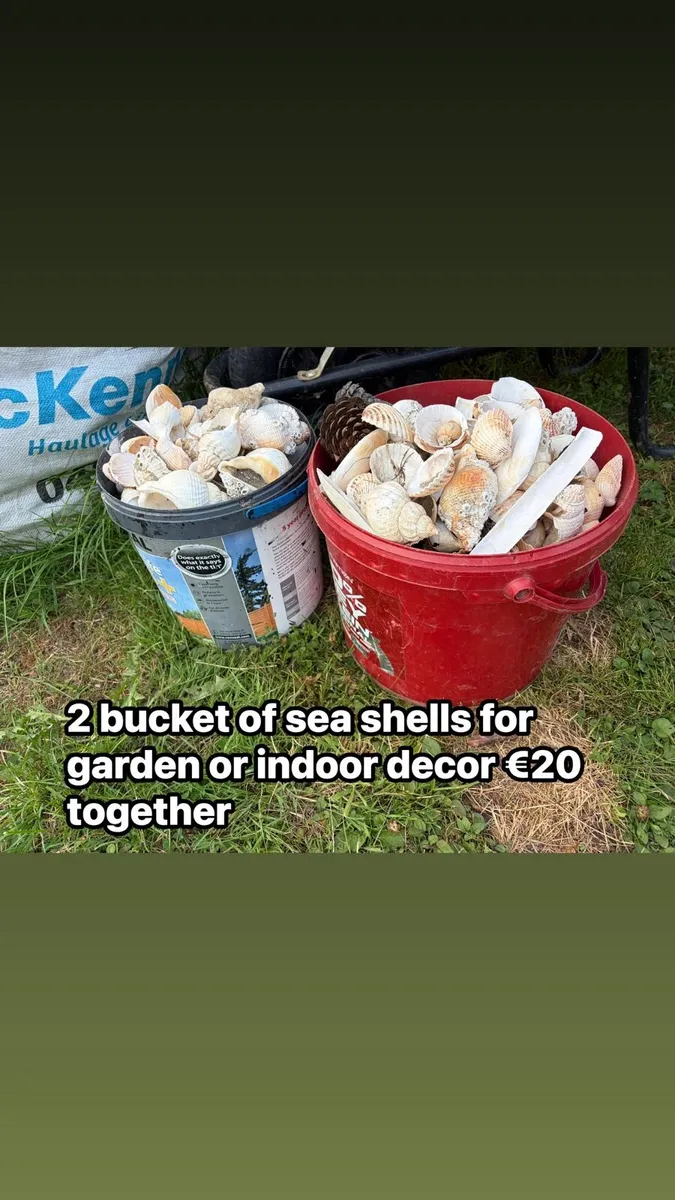 2 bucket of shells €20 - Image 1