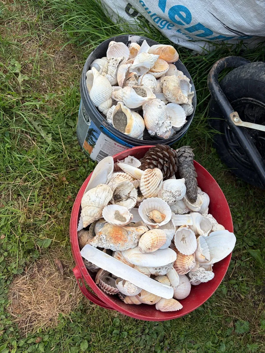 2 bucket of shells €20 - Image 3