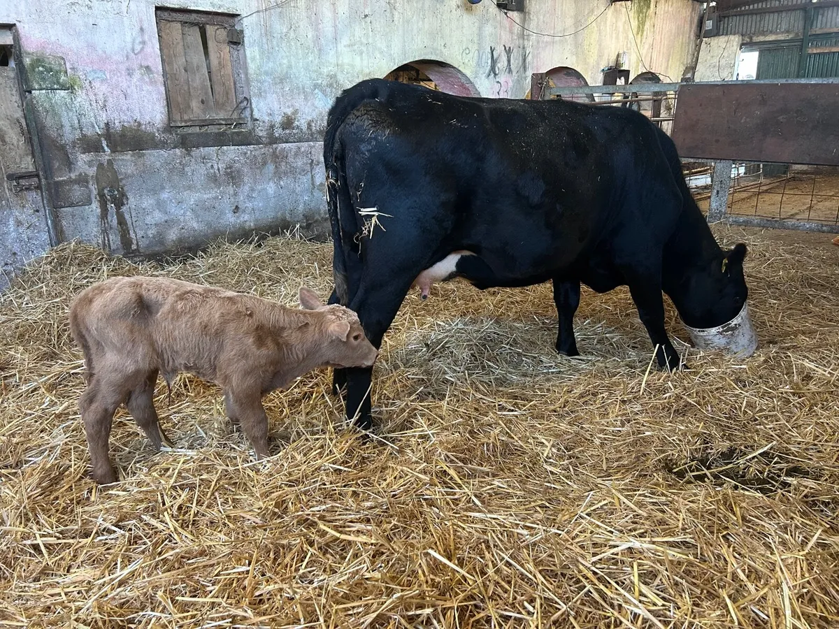 Angus heifer with calf - Image 2