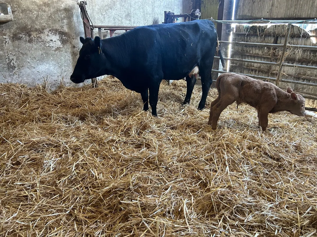 Angus heifer with calf - Image 4
