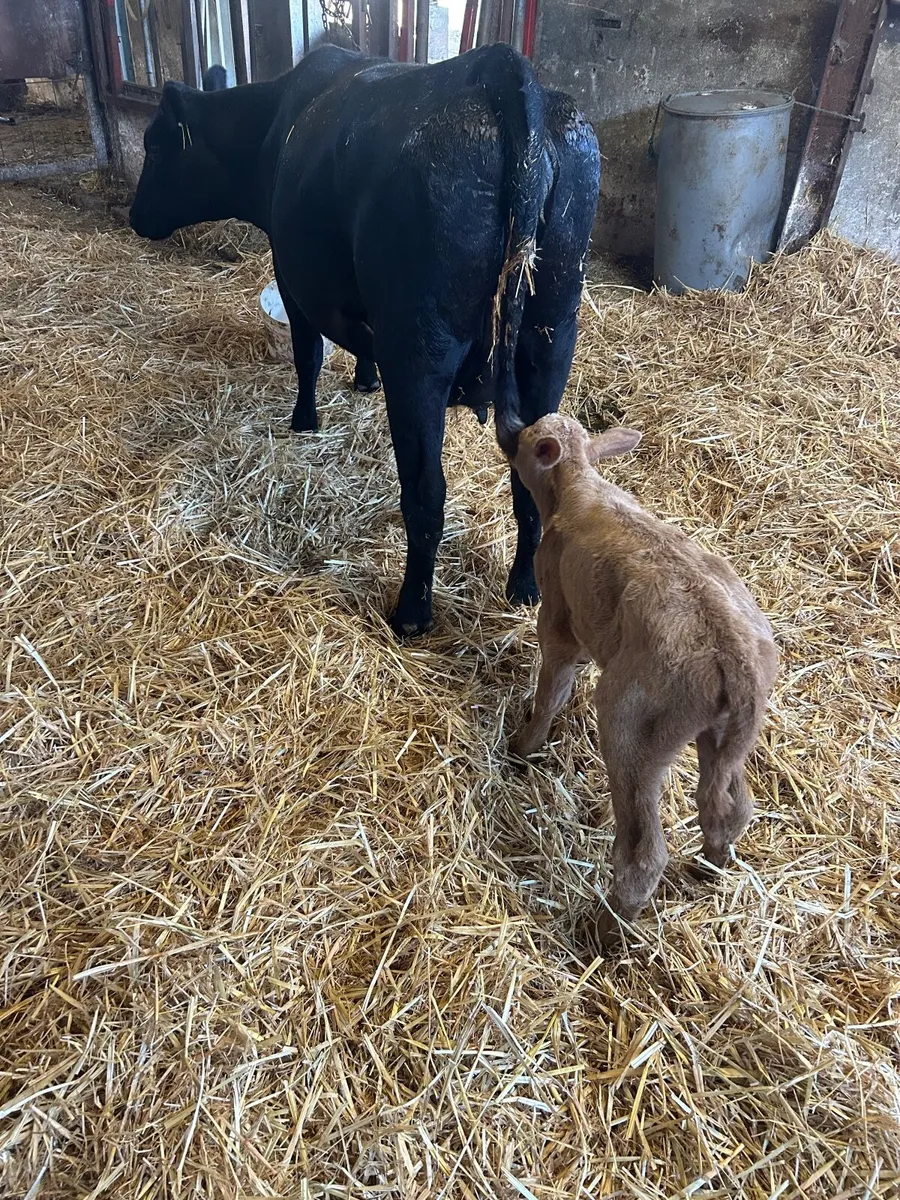 Angus heifer with calf - Image 3