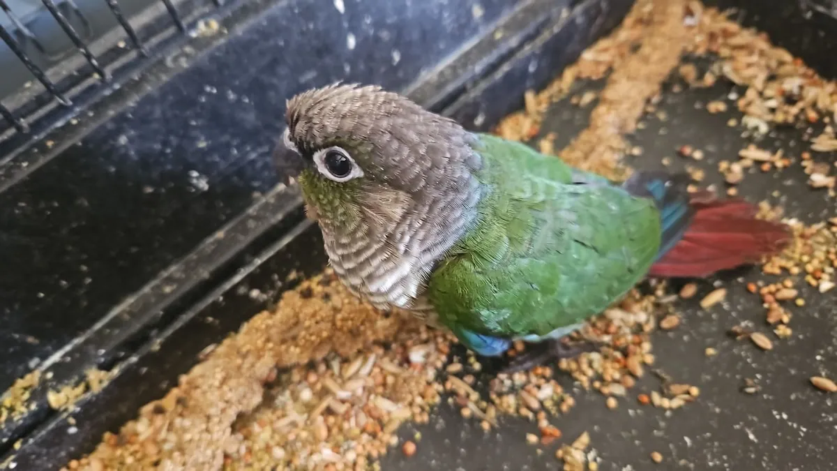 Birds - Image 3
