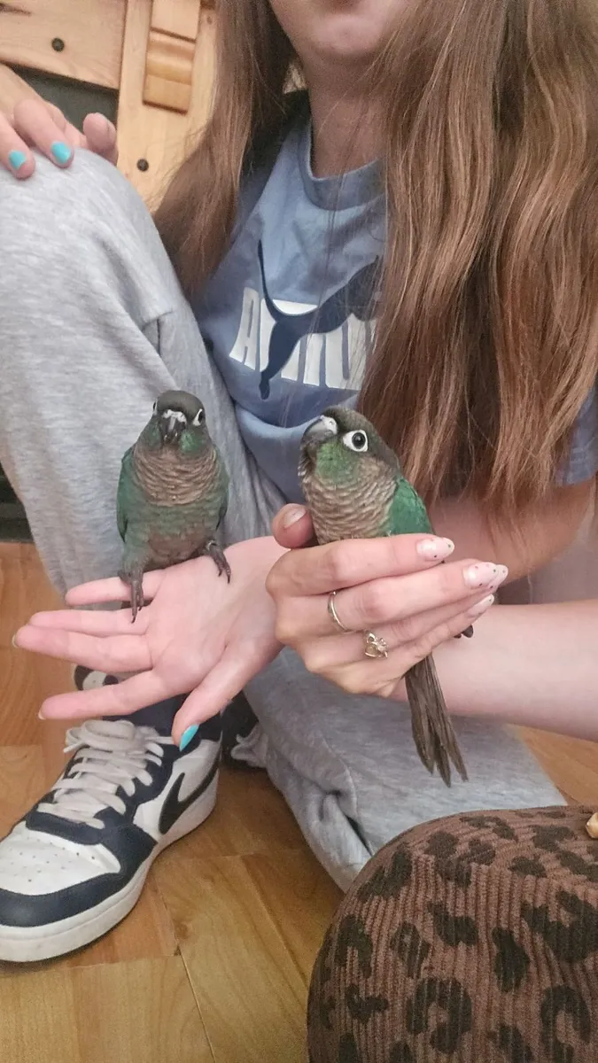Birds - Image 2