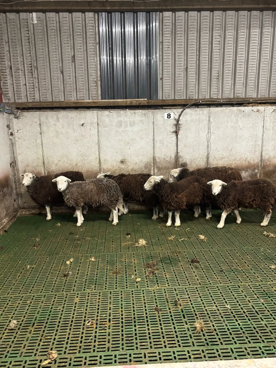 Herdwick ewe hoggets - Image 1