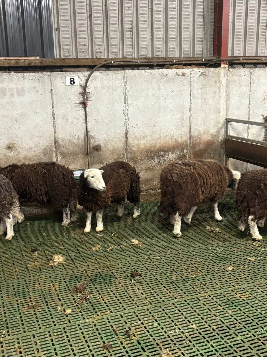 Herdwick ewe hoggets - Image 4