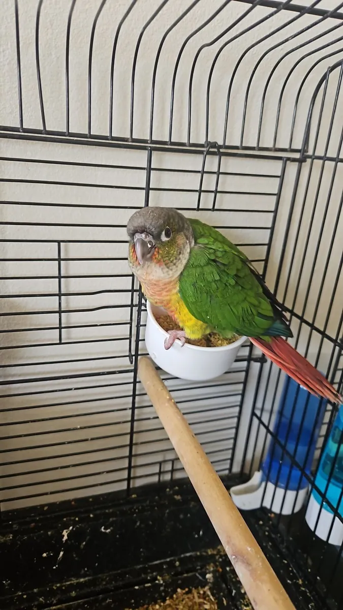 Birds - Image 4