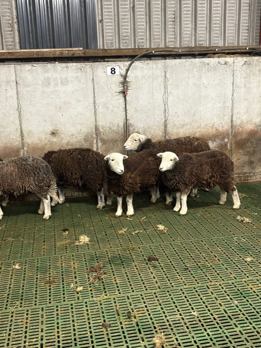 Herdwick ewe hoggets - Image 2