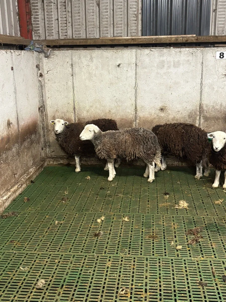 Herdwick ewe hoggets - Image 3