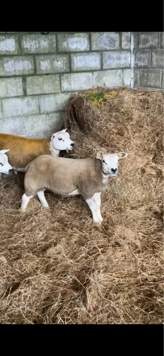 🔥Pedigree texel ram lambs and ewe lamb for sale - Image 3