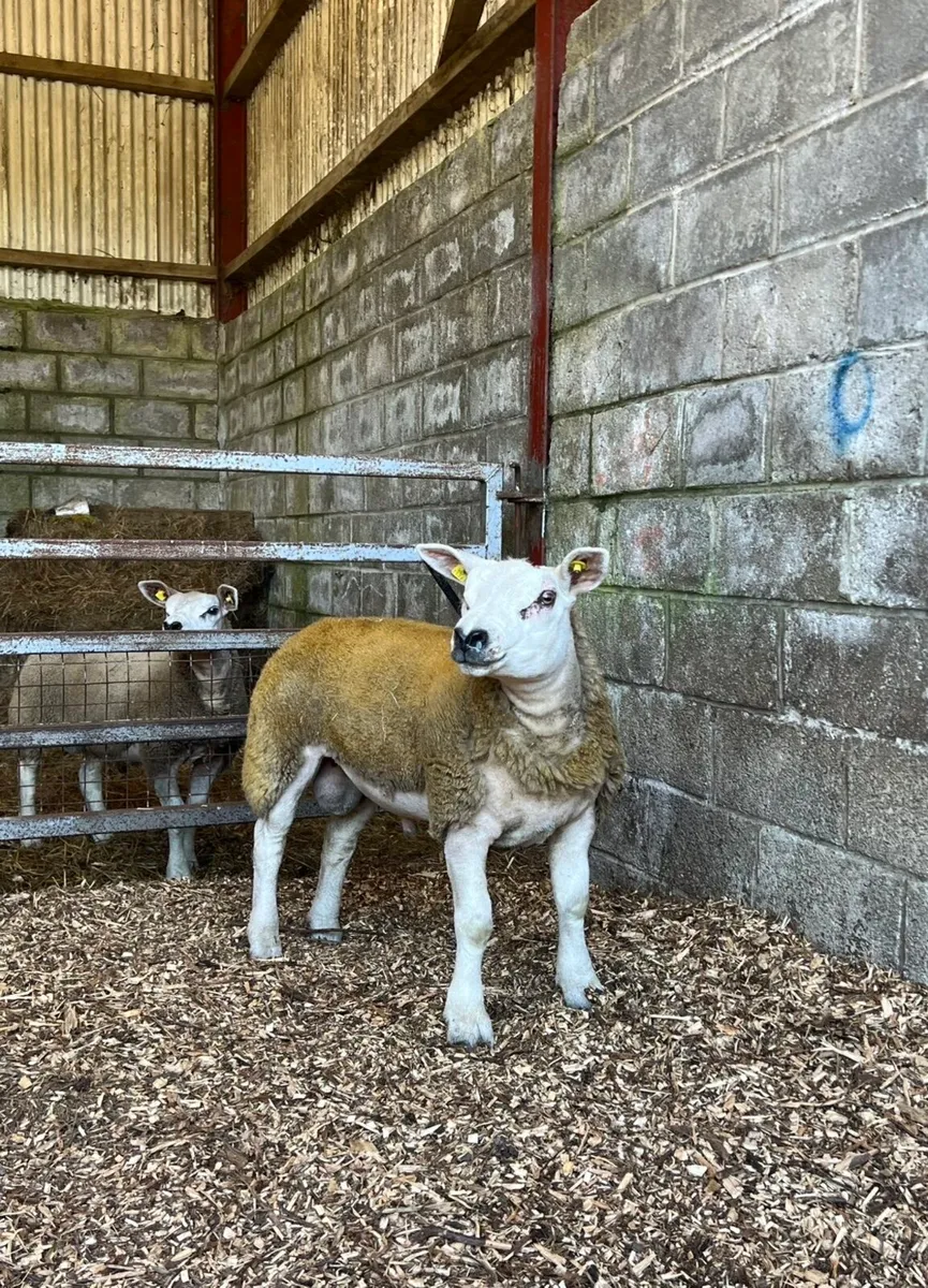 🔥Pedigree texel ram lambs and ewe lamb for sale - Image 2