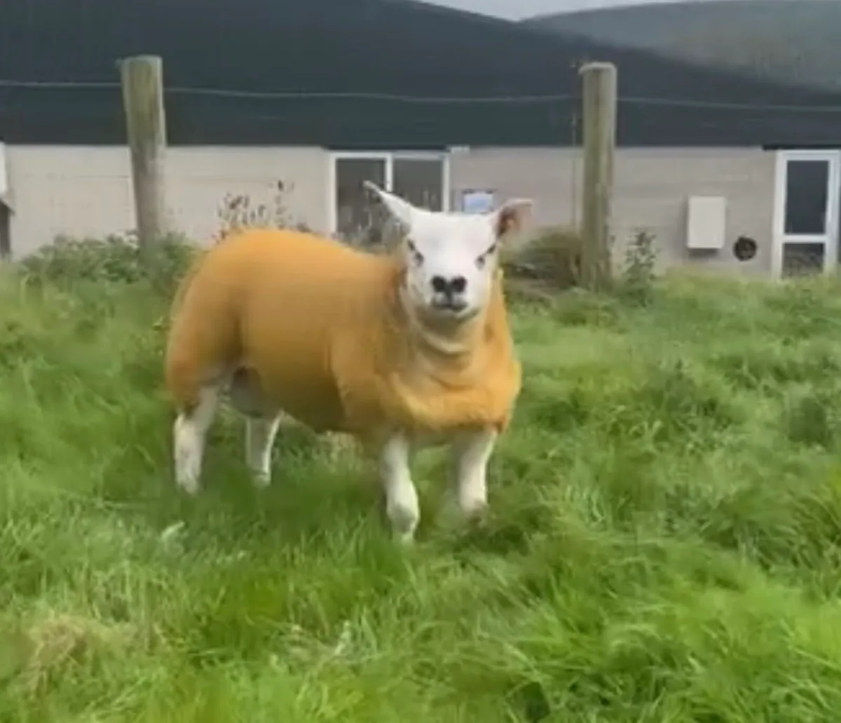 🔥Pedigree texel ram lambs and ewe lamb for sale - Image 4