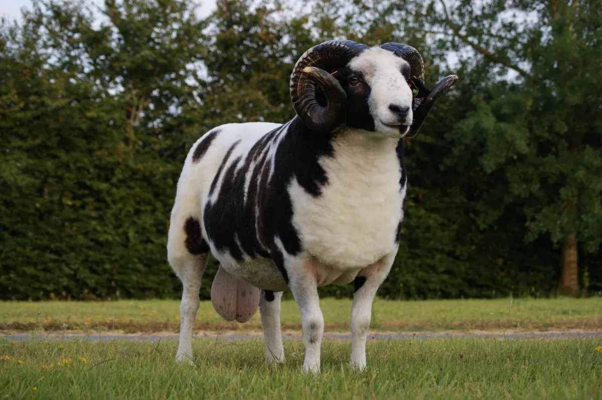 Pedigree Jacob Ram - Image 1