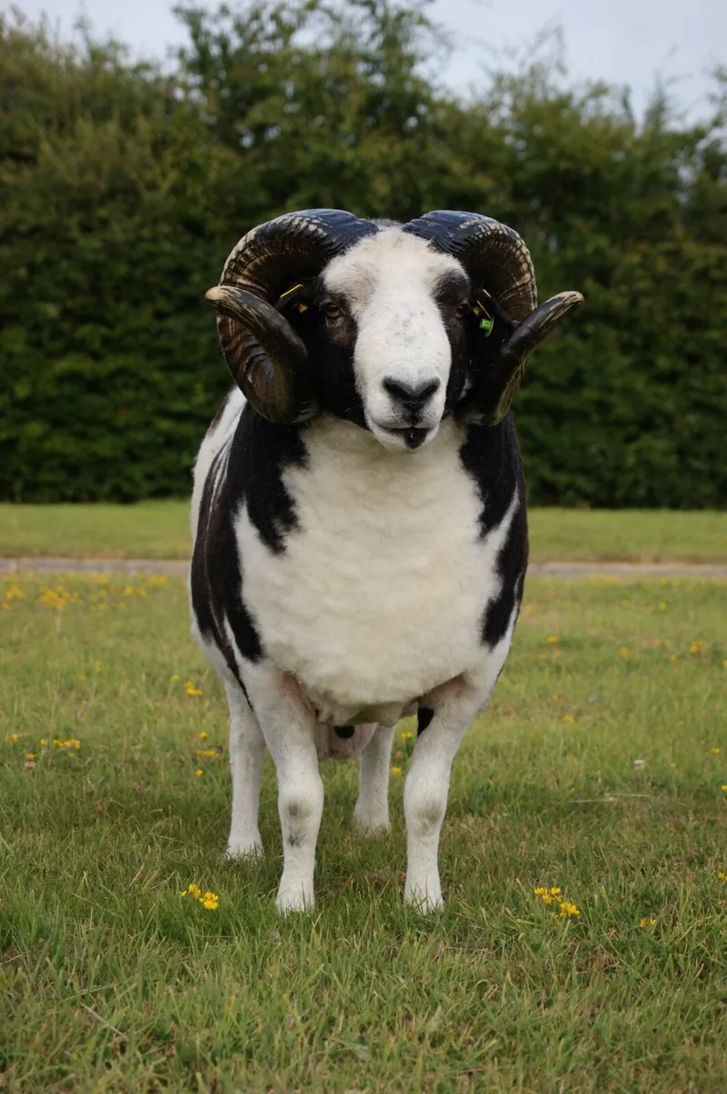 Pedigree Jacob Ram - Image 2