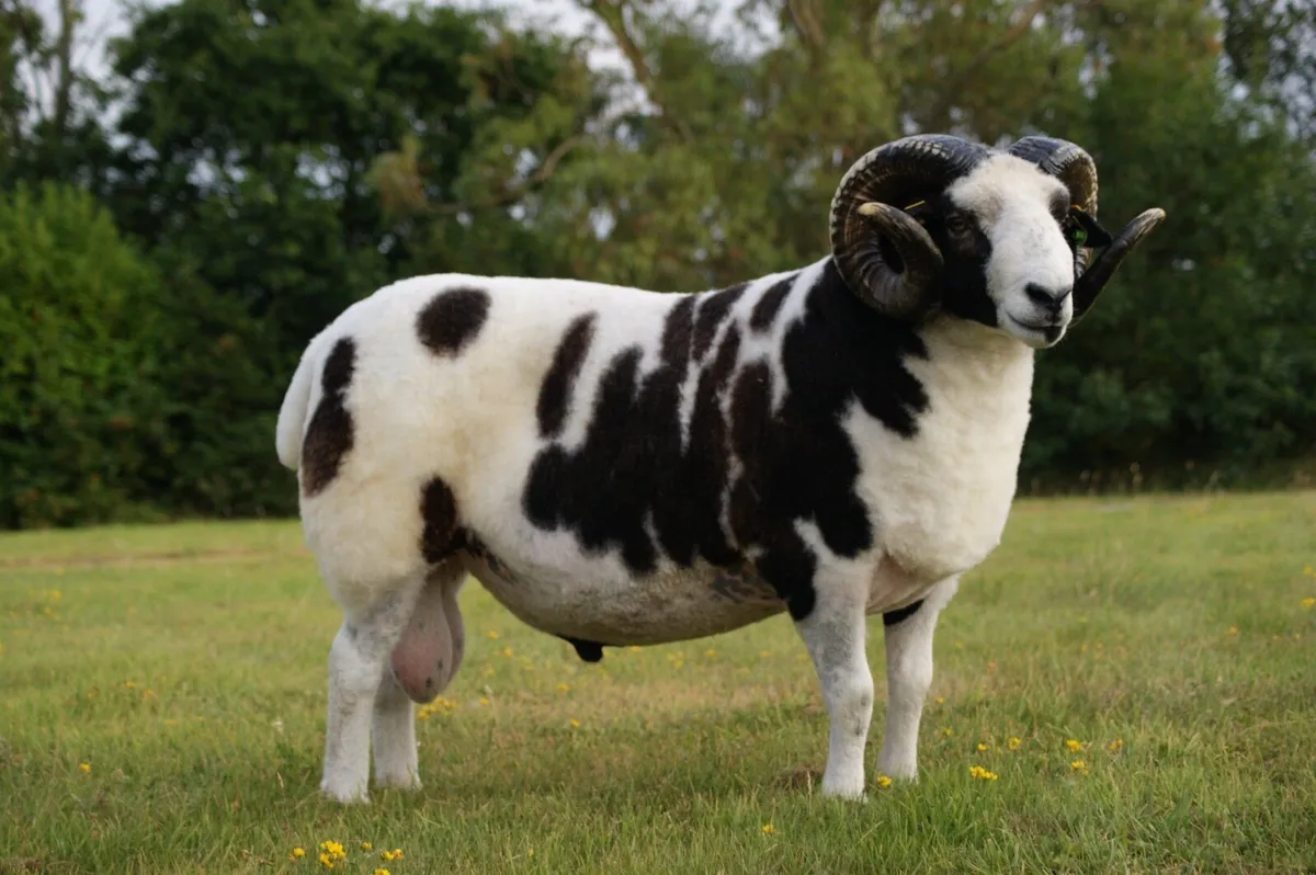 Pedigree Jacob Ram - Image 3