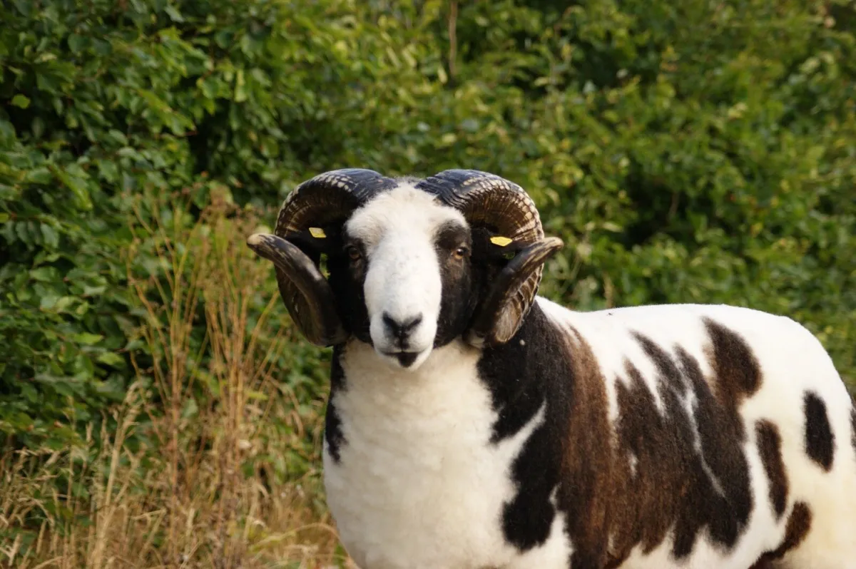 Pedigree Jacob Ram - Image 4