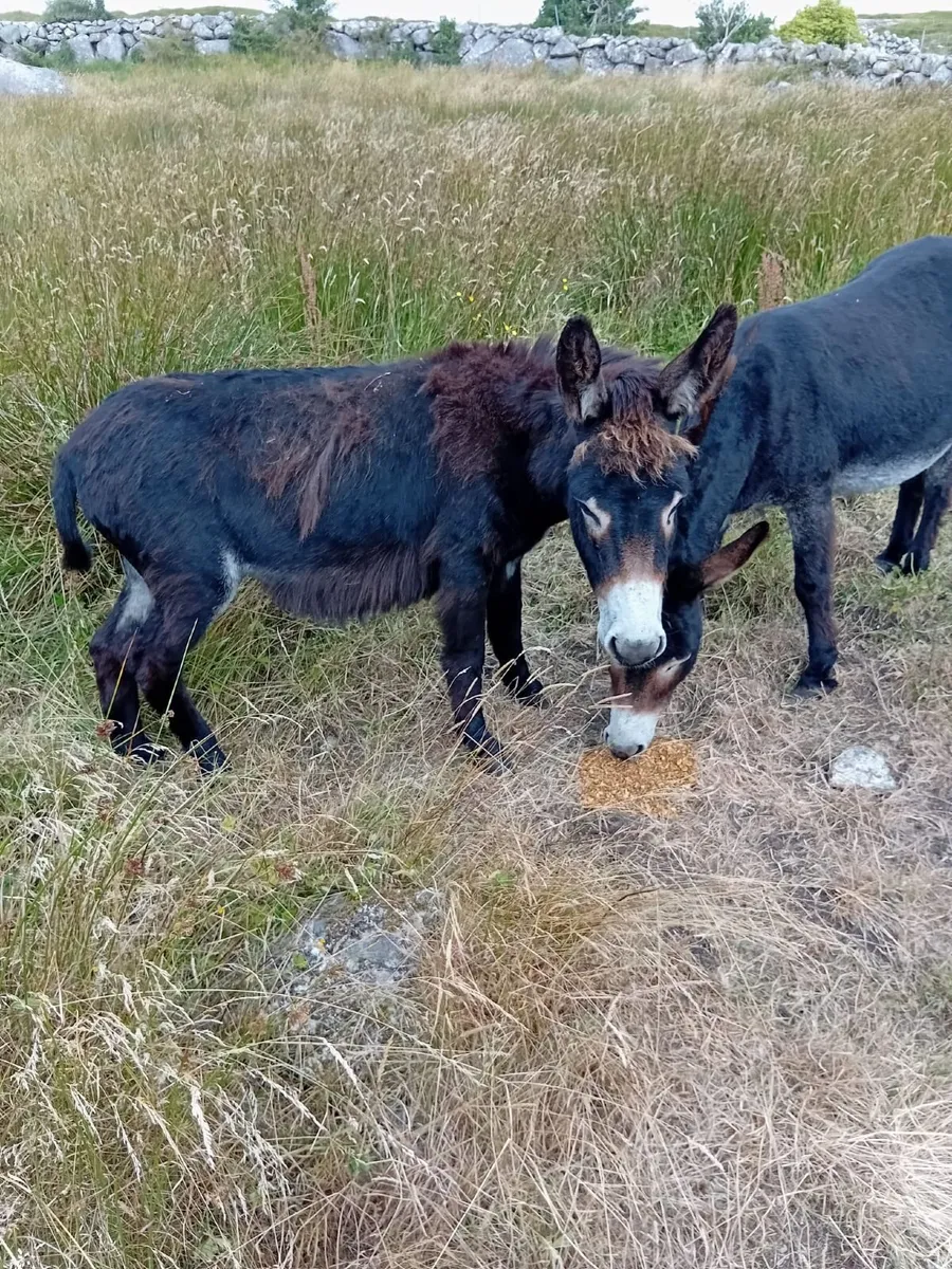 donkeys - Image 2
