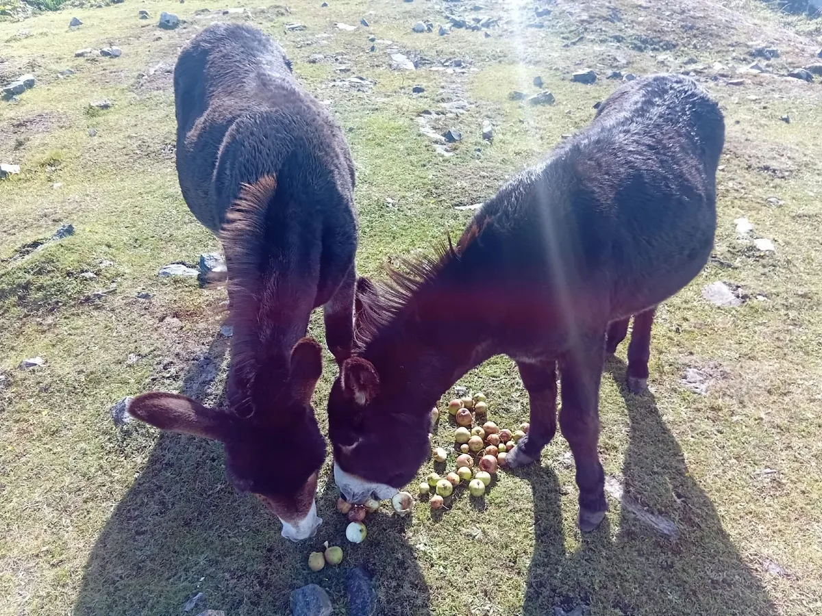 donkeys - Image 3