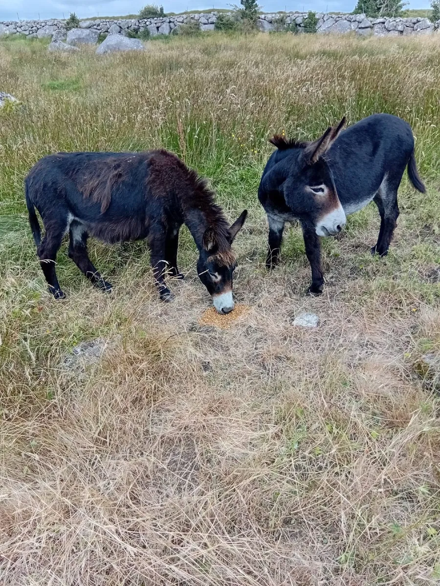 donkeys - Image 4