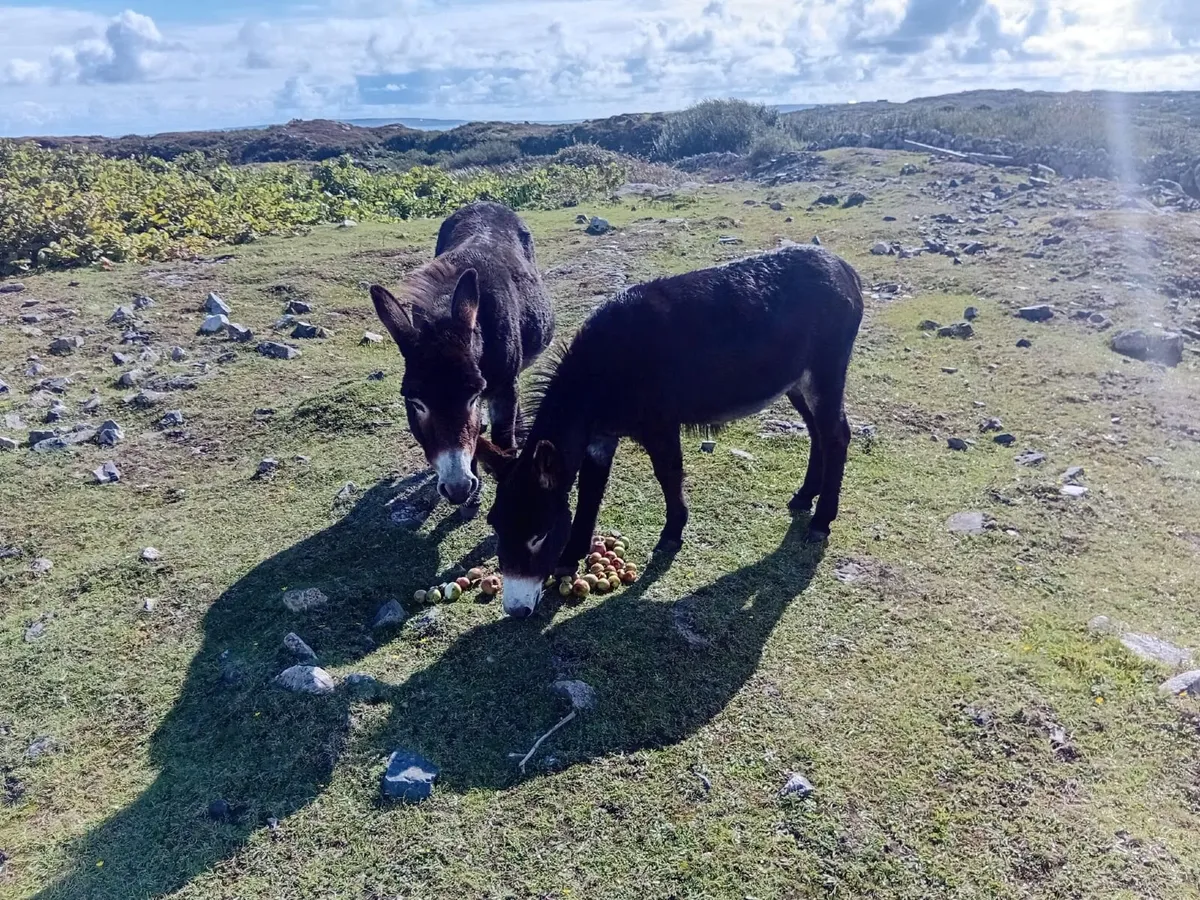 donkeys - Image 1