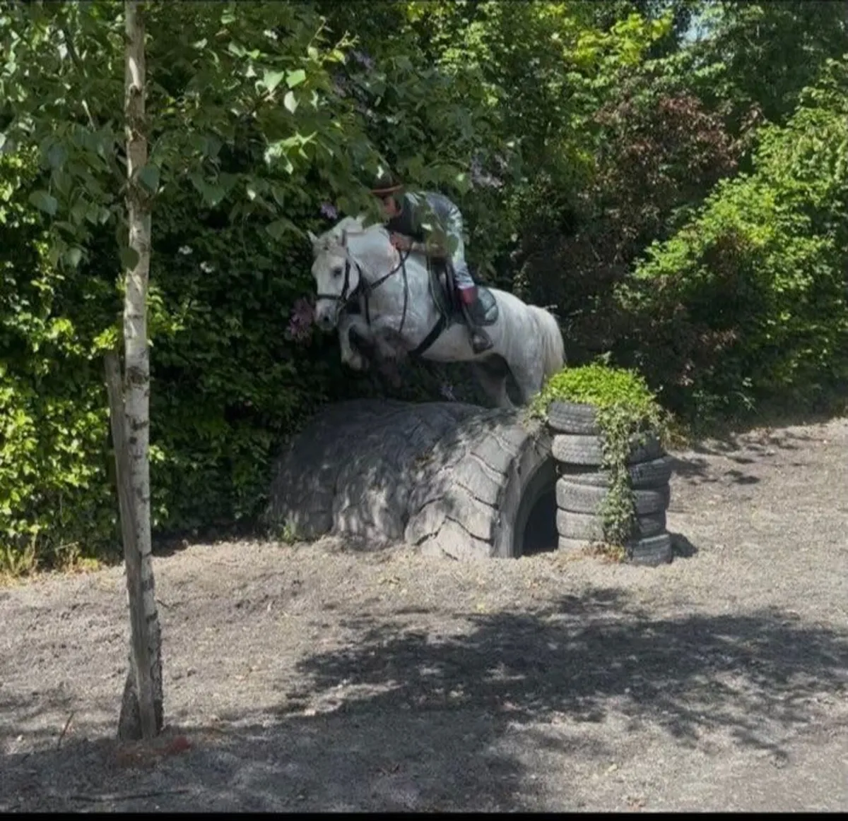 Connemara Pony - Image 1