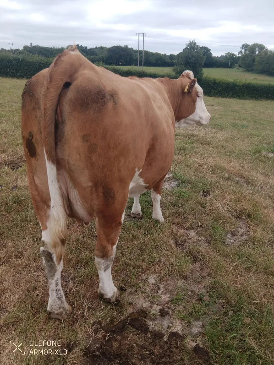 fleckvieh heifer - Image 2