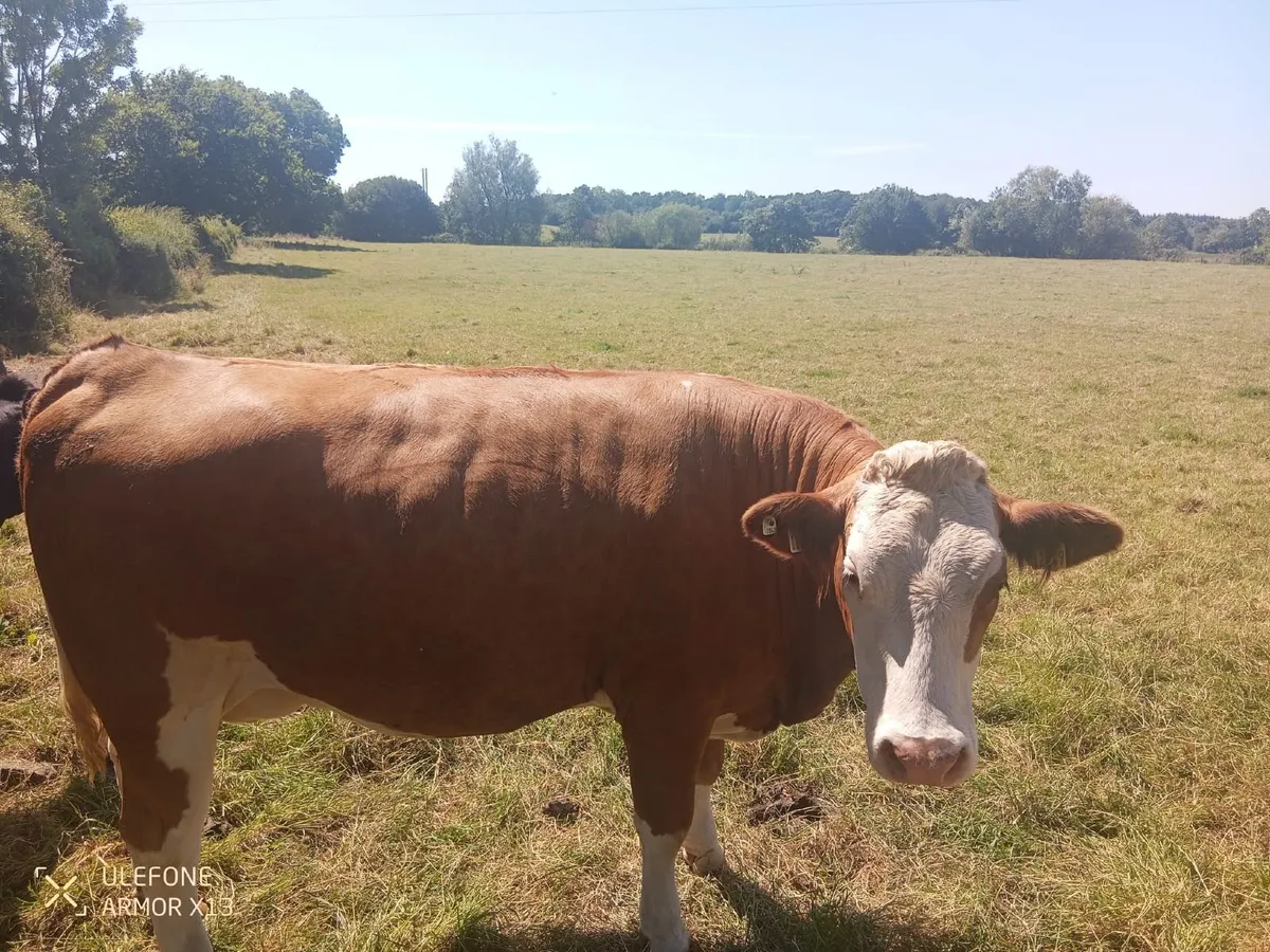 fleckvieh heifer - Image 3
