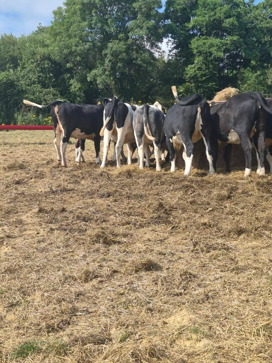 Angus ,hereford Heifers - Image 2