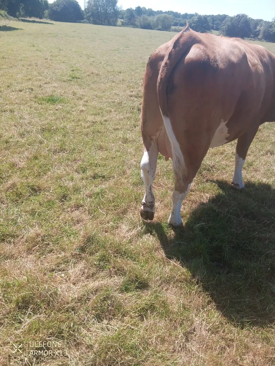 fleckvieh heifer - Image 4