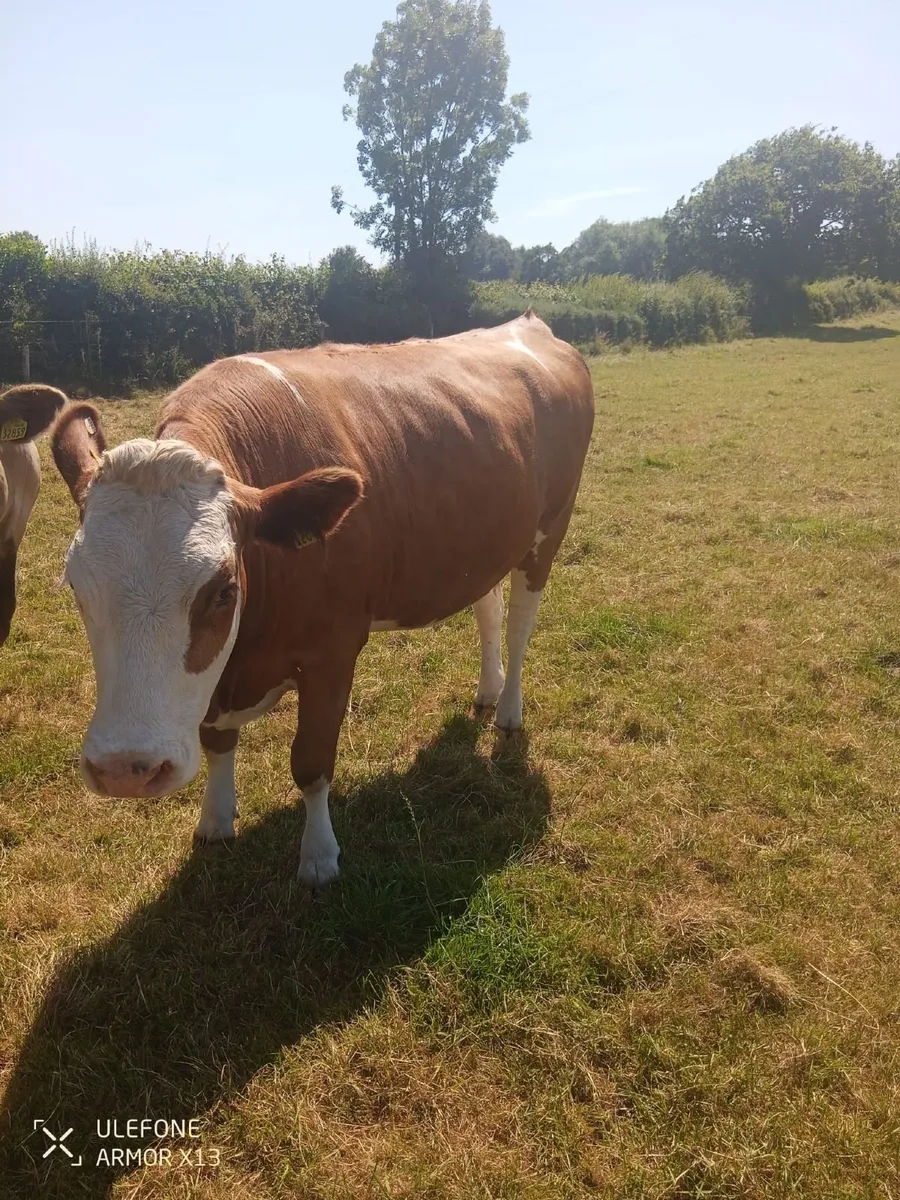 fleckvieh heifer - Image 1