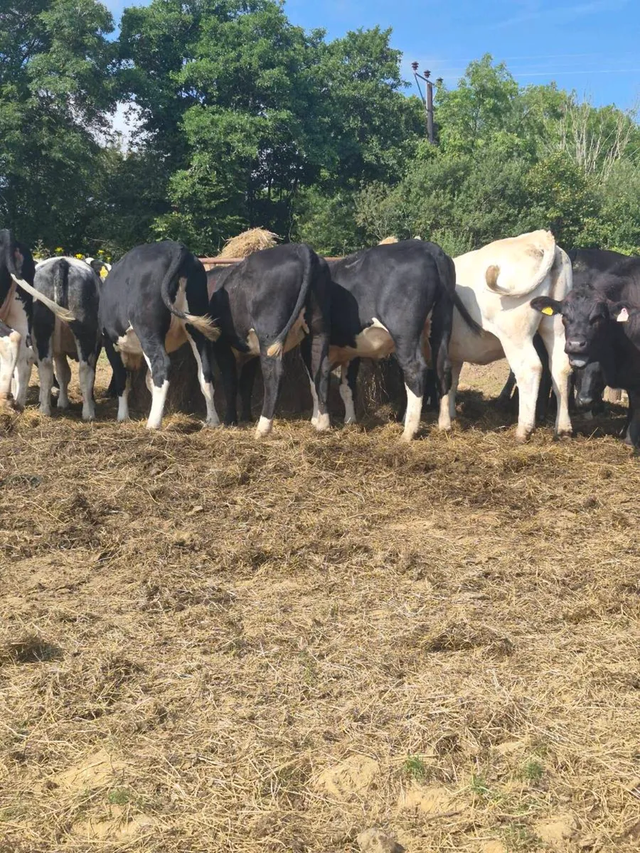 Angus ,hereford Heifers - Image 3