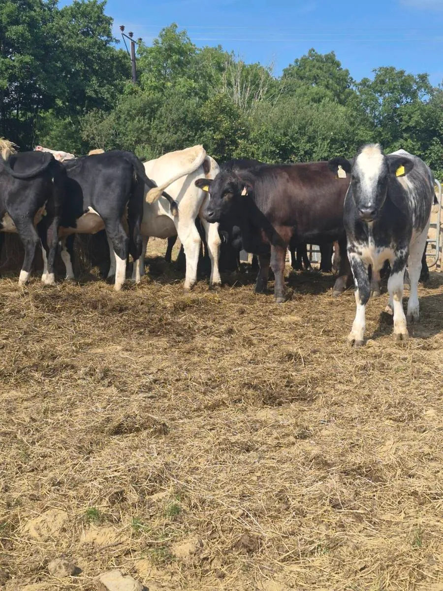 Angus ,hereford Heifers - Image 4