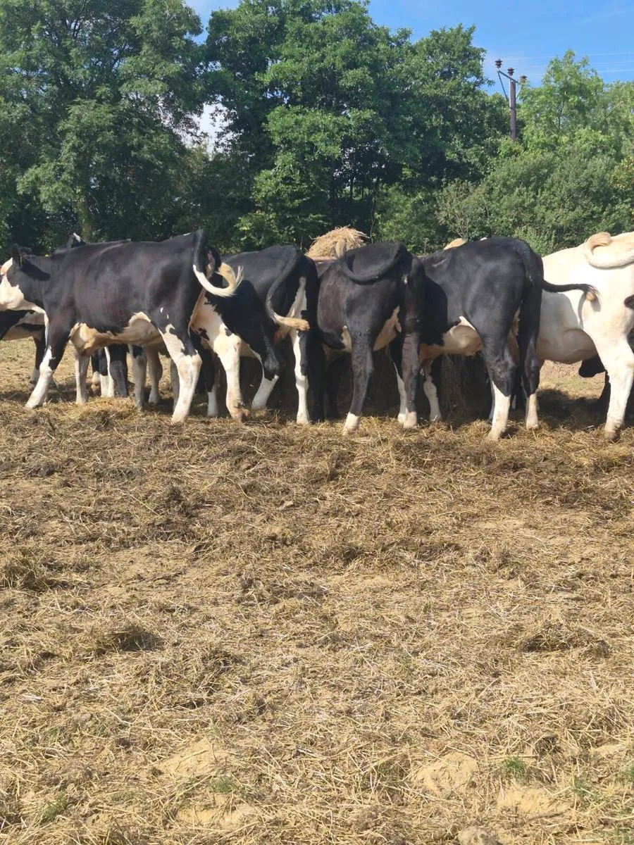 Angus ,hereford Heifers - Image 1