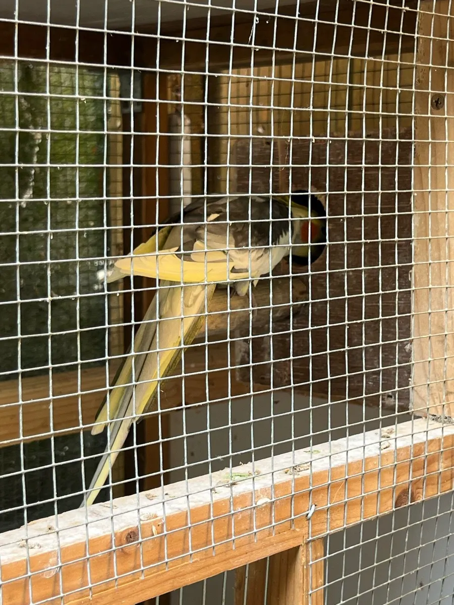 Cockatiel  and parrotlet- beautiful pairs - Image 1