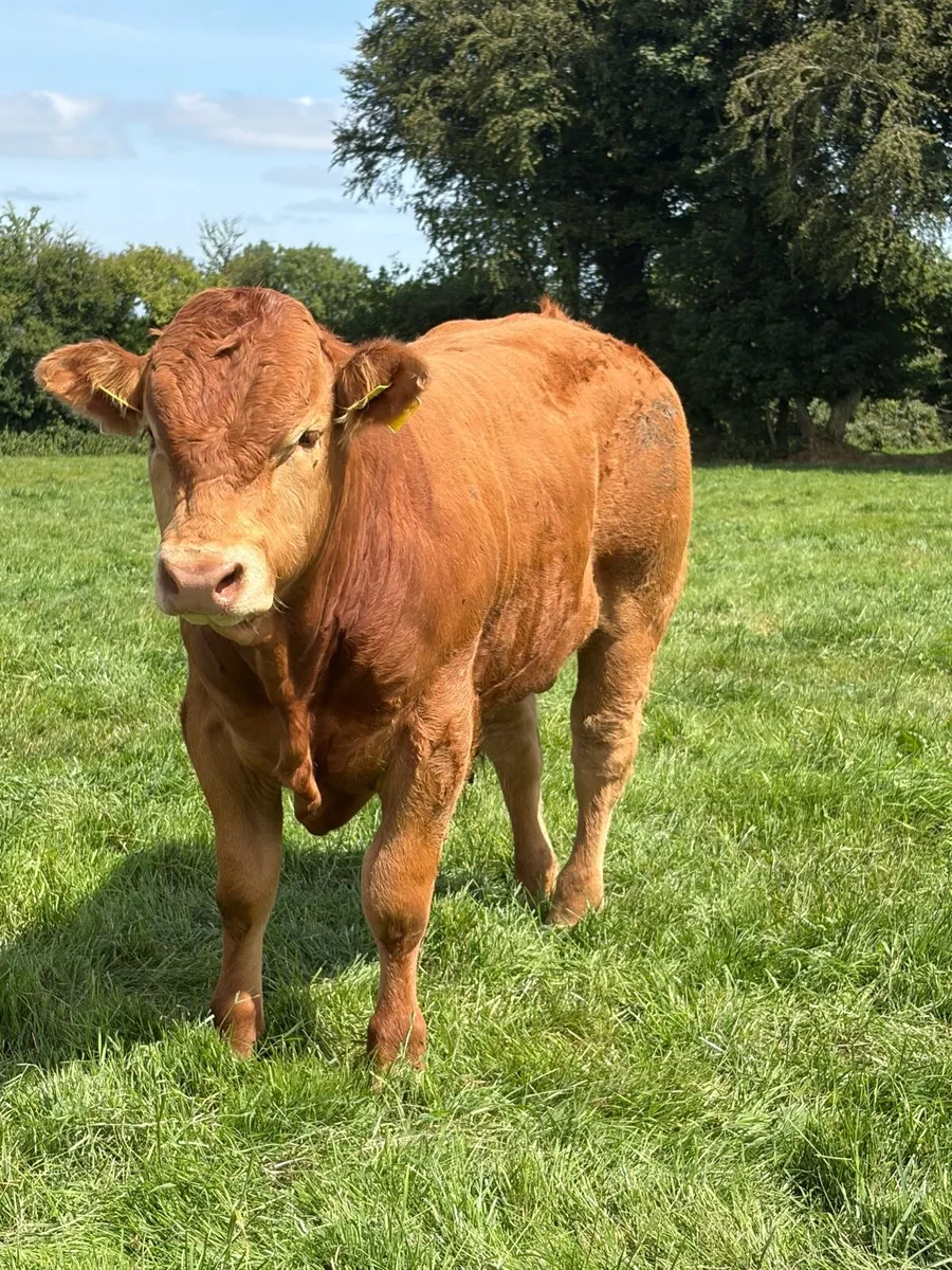 Pedigree Limousin Heifers