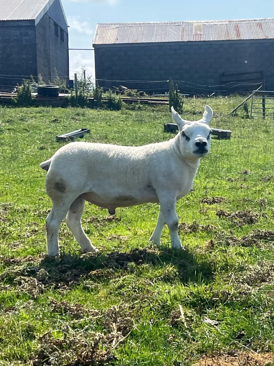 Pedigree texel hogget ram - Image 1