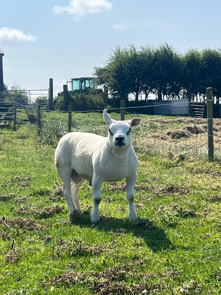 Pedigree texel hogget ram - Image 2